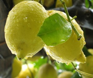 Limoni Amalfi